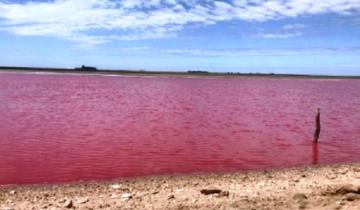 Imagen de Puan: por qué la laguna de Darregueira se volvió rosa