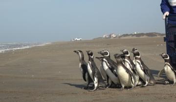 Imagen de San Clemente del Tuyú: 15 pingüinos regresaron al mar tras ser rescatados en distintos puntos de la Costa Atlántica