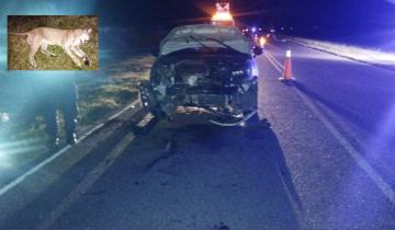 Imagen de Impactante choque en la Ruta 11: un auto embistió y mató a un puma