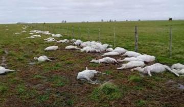 Imagen de Murieron más de 3000  ovejas tras un brusco cambio de temperatura