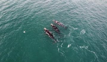 Imagen de Mar del Plata: ballenas cerca de la costa asombraron a turistas y marplatenses