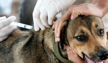 Imagen de La Costa: la vacunación antirrábica gratuita llegó a los barrios y continúa en las veterinarias