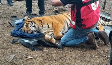 Imagen de Balcarce: rescataron dos tigres de bengala que estaban en cautiverio en un predio rural