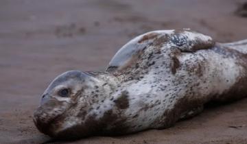 Imagen de Sorpresivo hallazgo: apareció un “come pingüinos” en una playa de Mar del Plata