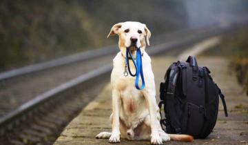 Imagen de Autorizan a viajar con animales domésticos en trenes y micros de larga distancia