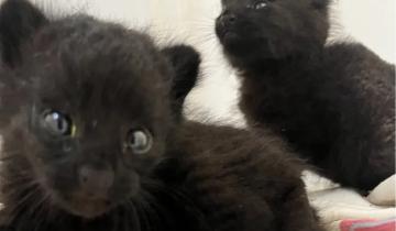 Imagen de La Provincia: dos cachorros de gato montés rescatados en un incendio forestal fueron reinsertados en su ambiente