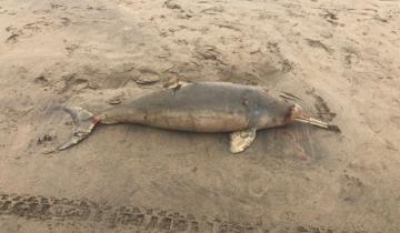 Imagen de Apareció muerto un delfín franciscano en Mar de las Pampas