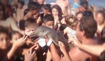 Imagen de La Provincia: proponen sanciones económicas para los que maltraten animales marinos en las costas bonaerenses