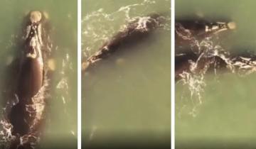 Imagen de Mar del Plata: sorprendentes imágenes de tres ballenas francas cerca de la costa