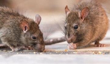 Imagen de Descartan hantavirus en los cuadros que presentan el esposo e hijo de la joven fallecida en Castelli