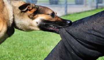 Imagen de En Brandsen se multará a los dueños de perros mordedores