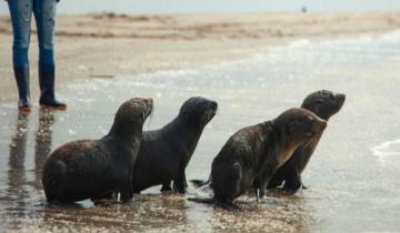 Imagen de Cuatro lobos marinos fueron devueltos a su hábitat natural