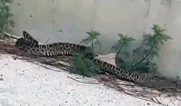 Imagen de Alerta en General Lavalle: una serpiente yarará mordió a una perra