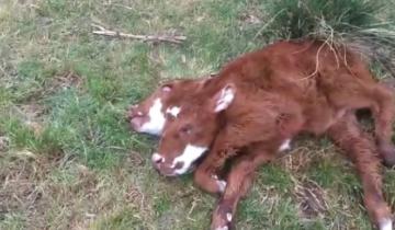 Imagen de Nació una ternera con dos cabezas en el sur bonaerense