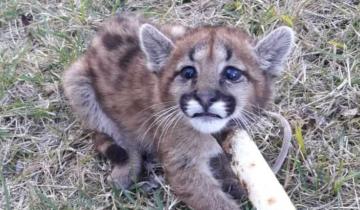 Imagen de Sorpresa en Necochea por la aparición de un puma en plena calle