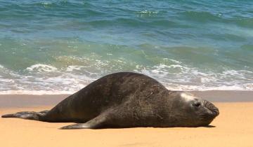 Imagen de Costa Atlántica: qué precauciones tomar ante la aparición en las playas de lobos marinos enfermos o muertos por gripe aviar