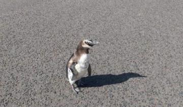 Imagen de Pingüino de paseo: “rompió la cuarentena” y caminó por las calles de Miramar