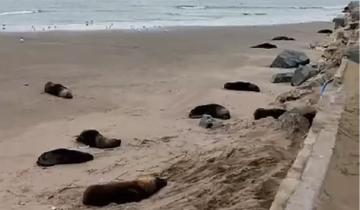 Imagen de La Región: ya murieron más de cien lobos marinos en las costas bonaerenses