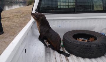 Imagen de Un lobo marino rescatado en el Riachuelo llegó a San Clemente para ser rehabilitado en la Fundación Mundo Marino