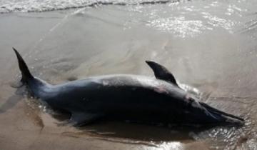 Imagen de Estudian qué causó la muerte de un delfín hallado en una playa marplatense
