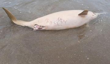 Imagen de Mar del Plata: hallan un pequeño delfín muerto en La Perla