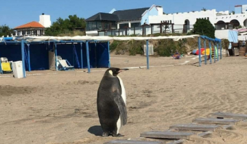 Imagen de Un pingüino salió del mar y sorprendió a todos en un balneario de Miramar