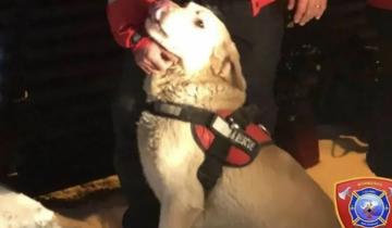 Imagen de Avalancha en Ushuaia: un perro salvó a un esquiador que quedó sepultado bajo la nieve