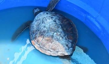 Imagen de Alarma: rescatan en San Clemente una tortuga de mar con gran cantidad de plásticos en su organismo