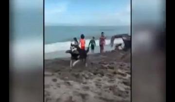 Imagen de Mirá en acción al perro “roba ojotas” que ya es furor en las playas de Santa Clara