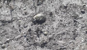 Imagen de Apareció un cráneo en la zona de Tapera de López: Policía Científica analiza el caso