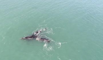 Imagen de Mar del Plata: las ballenas brindaron un espectáculo único en la zona de Chapadmalal