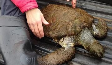 Imagen de Están en extinción: vecinos rescataron una tortuga verde en una playa de Necochea