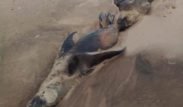 Imagen de Nuevos casos sospechosos de gripe aviar: aparecieron lobos marinos muertos en Tres Arroyos