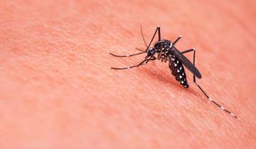 Imagen de La Provincia: qué recomienda hacer el gobierno bonaerense ante los síntomas de dengue y fiebre chikungunya