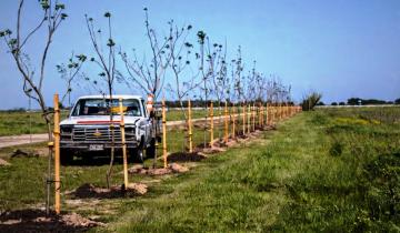 Imagen de Dolores: así es el Programa Integral de Forestación Urbana que pone en marcha el Municipio