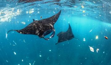 Imagen de Por qué el 8 de junio se celebra del Día Mundial de los Océanos