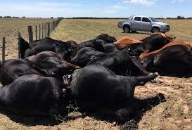 Imagen de Un rayo mató a 22 vacas en un campo en La Pampa