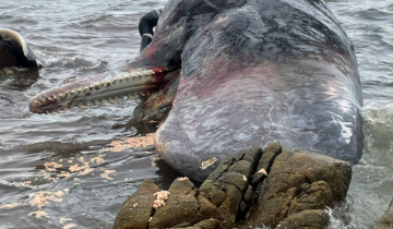 Imagen de Aparecieron 6 ballenas muertas en las playas de Puerto Pirámides