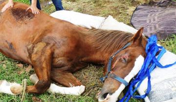 Imagen de Preocupa la aparición de un caso de anemia infecciosa equina en la Región