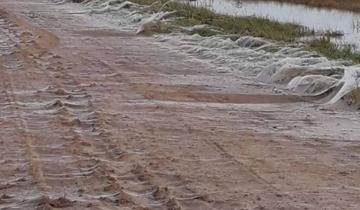 Imagen de Extraña invasión de telas de arañas en Rauch