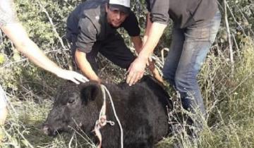 Imagen de Volcó un camión con terneros en Luján y los carnearon en la ruta