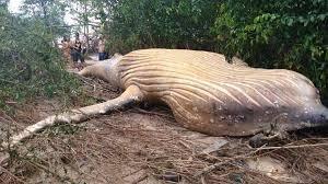 Imagen de Las hipótesis de por qué apareció muerta una ballena en medio del Amazonas