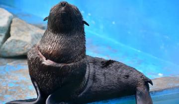 Imagen de San Clemente: así fue la rehabilitación y vuelta al mar de un lobo marino encontrado gravemente herido