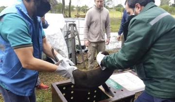 Imagen de Un lobo marino apareció en Gualeguaychú y fue trasladado a San Clemente