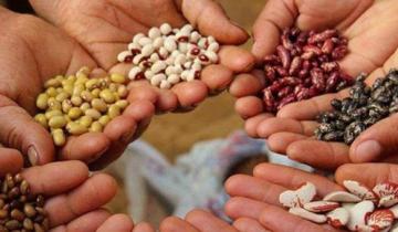 Imagen de Se encuentran disponibles los kits de semillas del programa “Huerta en Casa” en el Partido de La Costa