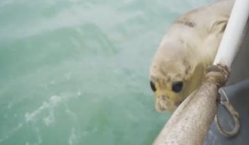 Imagen de Mar del Plata: regresaron al mar a Jack, el elefante marino