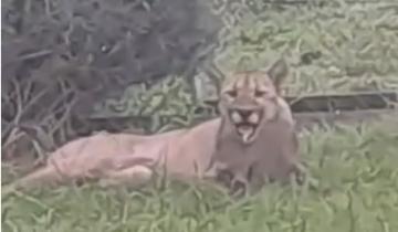 Imagen de Tandil: alerta por la aparición de un puma en el patio de una casa de barrio