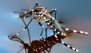 Imagen de Por qué el mosquito tigre ahora es objeto de monitoreo permanente en Argentina