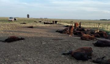 Imagen de Tragedia en Puan: por un descuido, se le murieron de sed 150 vacas