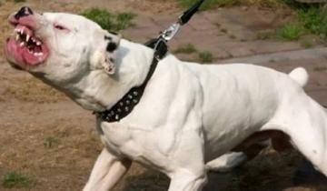 Imagen de Un pitbull atacó a una mujer y tuvieron que amputarle el brazo